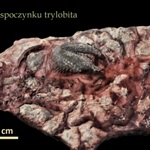 slad spoczynku trylobita